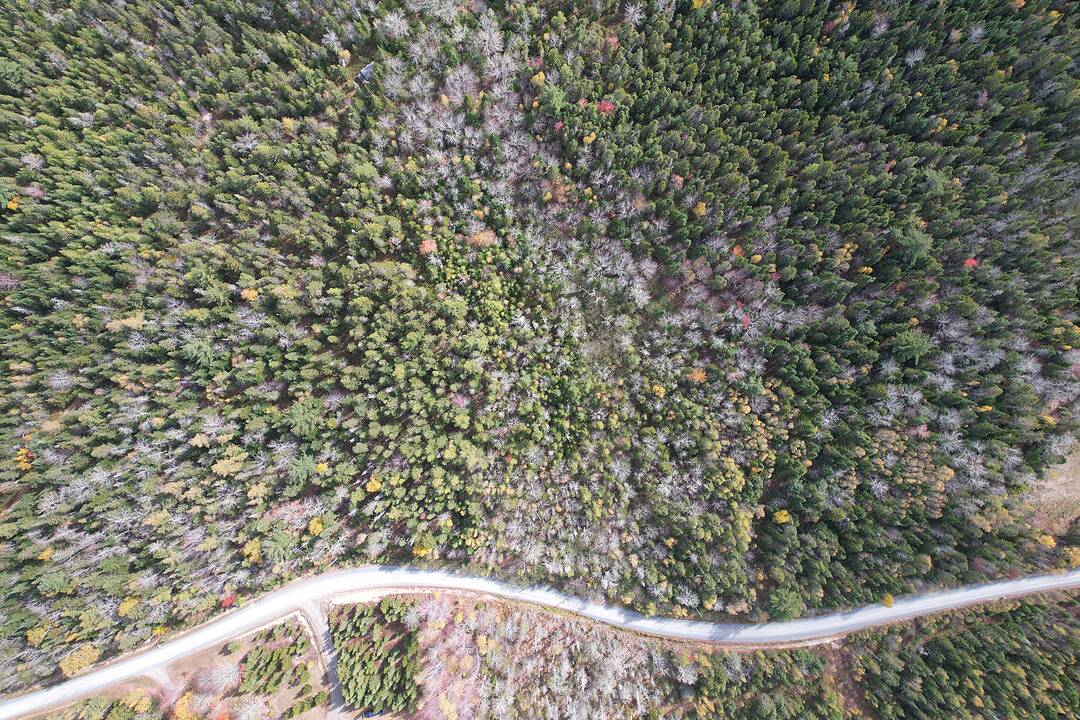 Murray Veinot Road #Lot 8, Hemford, Nova Scotia