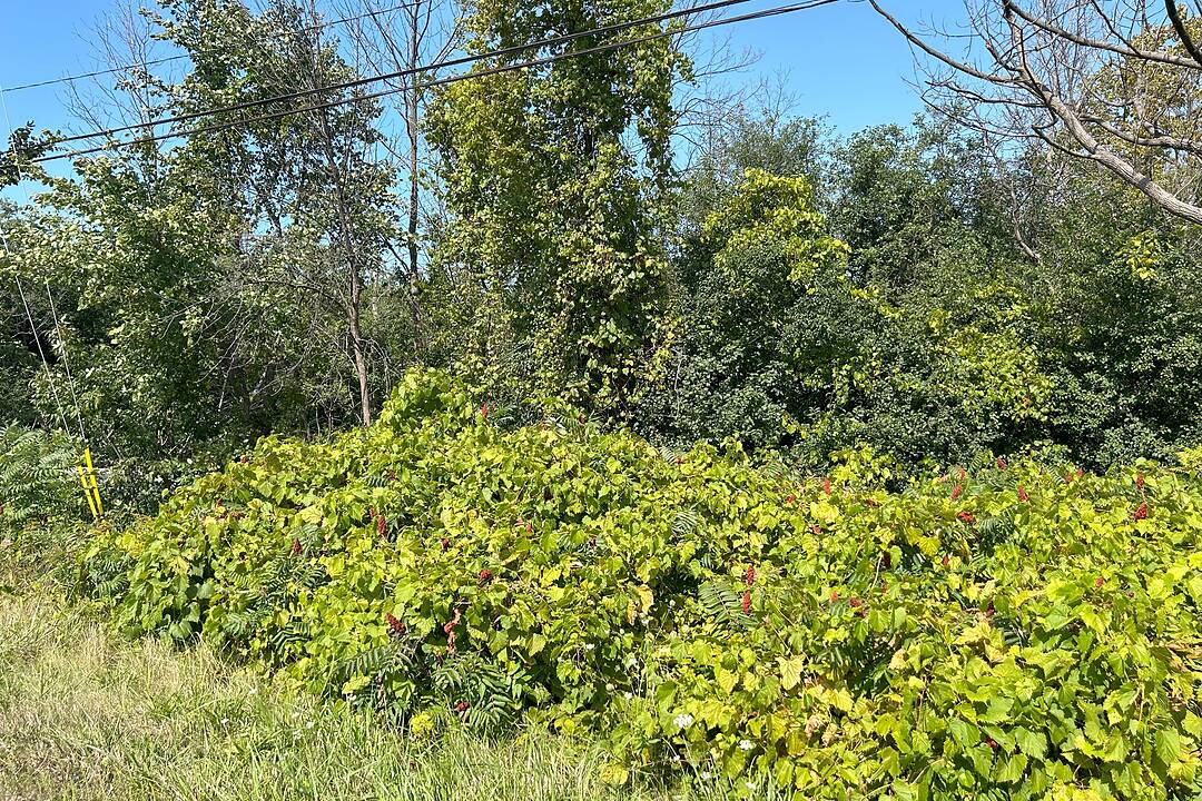 9736 Beachwood Road, Collingwood, Ontario